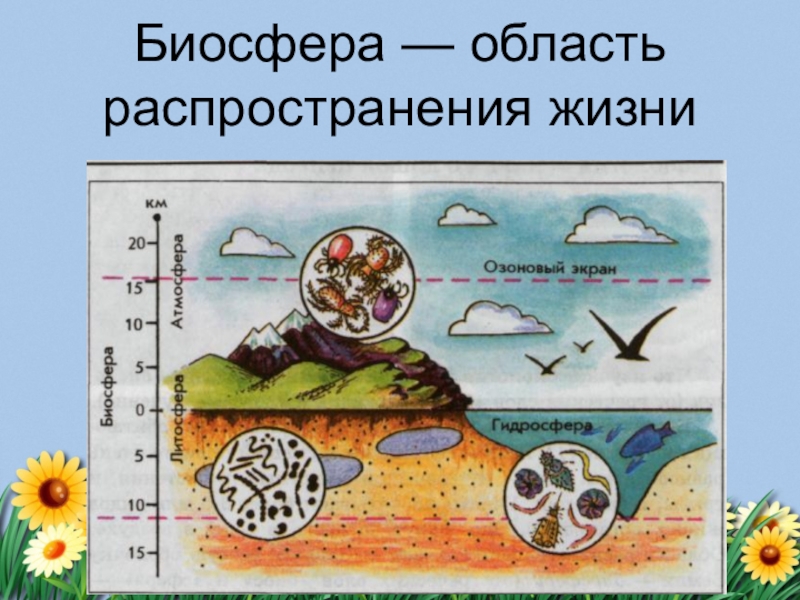 Презентация биология биосфера