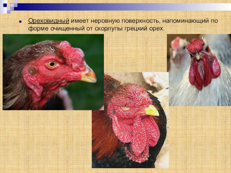Доклад про курицу. Ореховидный гребень
