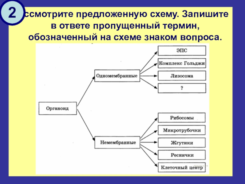 Рассмотрите предложенную схему запишите в ответе. Запишите термин, пропущенный в схеме.. На схеме знаком вопроса обозначено …. Запишите пропущенный термин обозначенный на схеме знаком. Схема терминов.