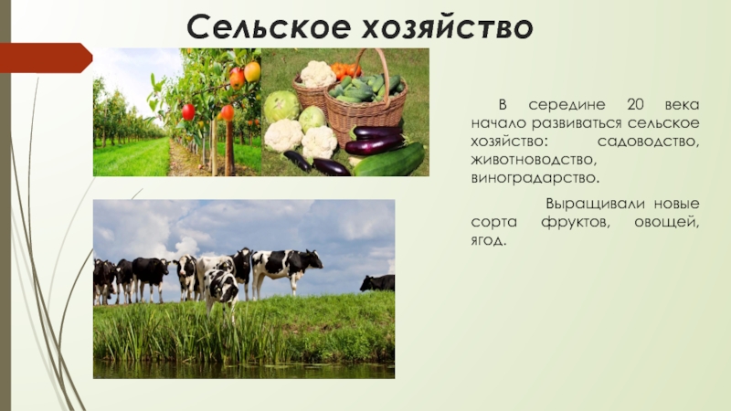 В стране z развито сельское хозяйство. Животноводство новые сорта. Почему в степях больше развито земледелие а не животноводство.