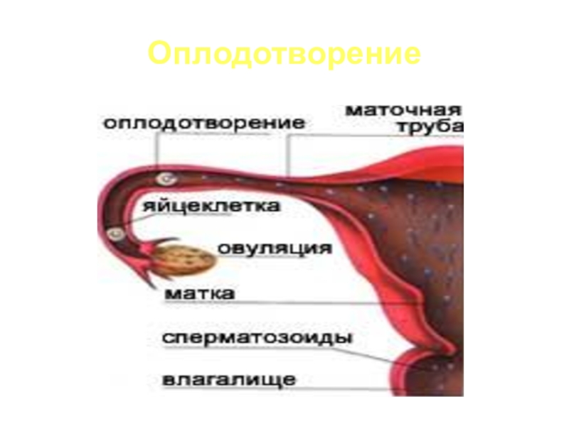 Спермотозоиды Во Влагалище