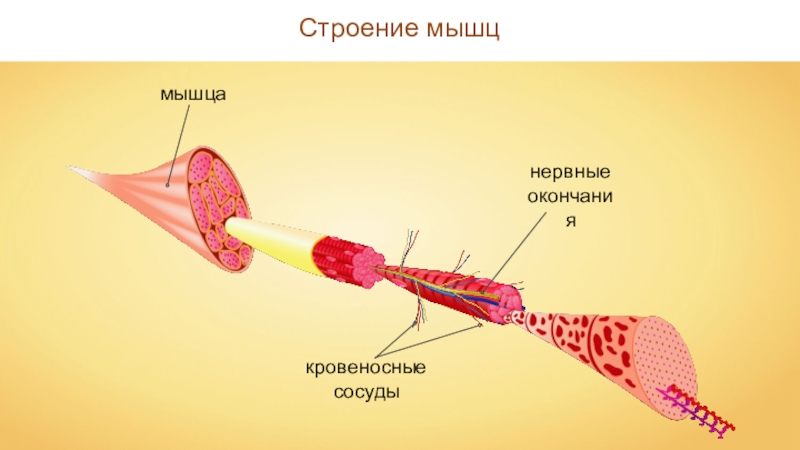 Строение мышцы рисунок