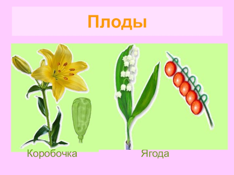 Однодольные растения семейство лилейные презентация