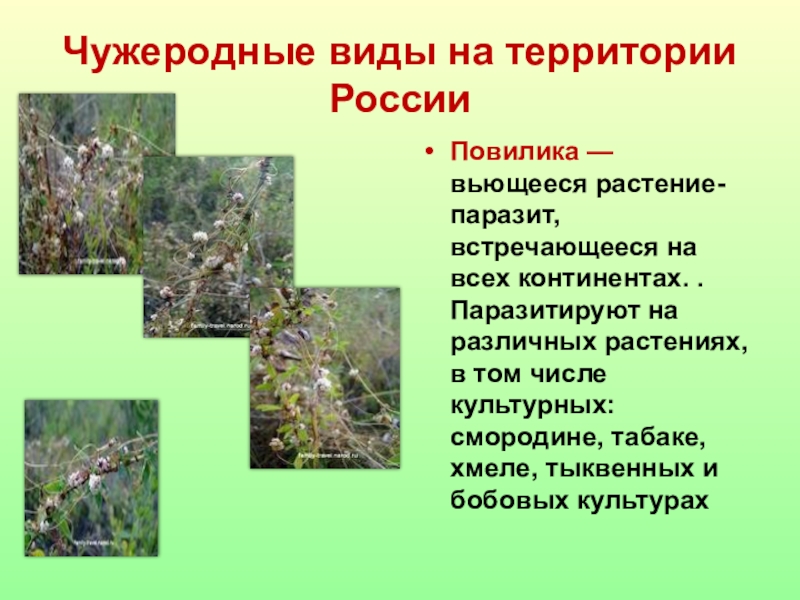 Повилика консумент. Паразитические растения. Повилика паразитическое растение. Чужеродные виды растений. Грибы паразиты растений.