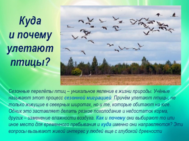 Информация о миграции птиц. Перелетные птицы. Сезонные миграции птиц. Сезонные перелеты птиц. Жизнь мигрирующих птиц.