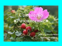 Презентация к теме: Семейство Розоцветные.