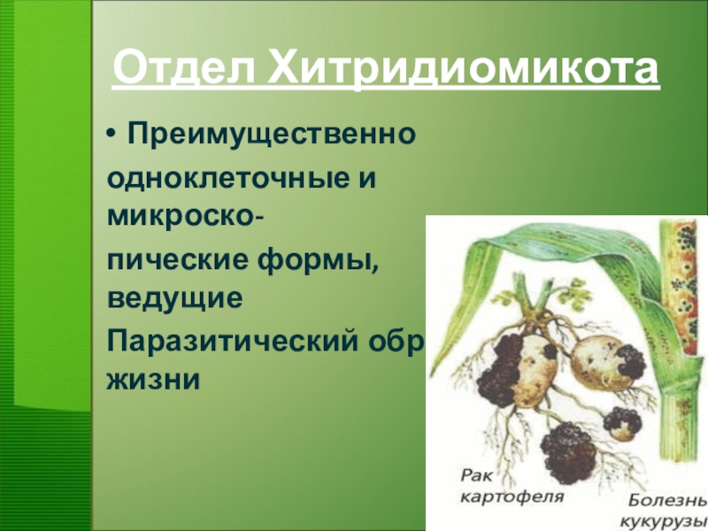 Презентация о грибах 7 класс по биологии