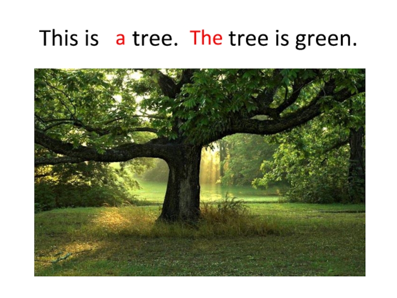 This is green. This is Tree Tree is Green. Вставьте артикль где необходимо this is Tree Tree is Green. This is a Tree. These is Trees they are Green.