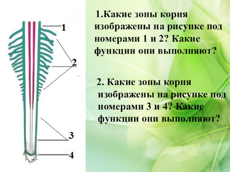 Какая зона обозначена на рисунке. Зоны корня. Зоны корня под цифрами. Зоны корня и их функции рисунок. Функции проводящей зоны корня.