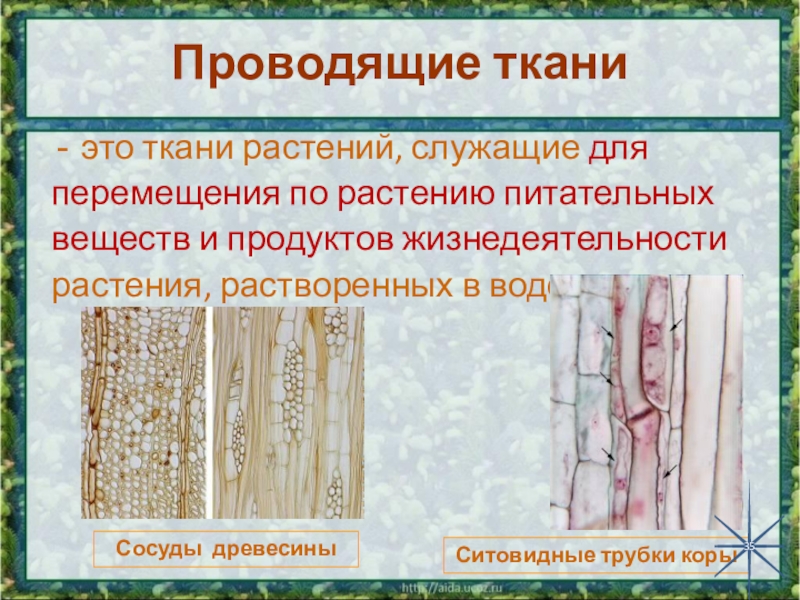 Определение тканей растений. Проводящая ткань растений 6 класс. Сосуды и ситовидные трубки. Проводящие ткани биология 6 класс. Проводящие ткани ситовидные.