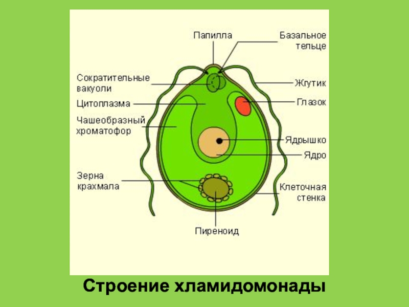 Строение хламидомонады 5 класс рисунок с подписями