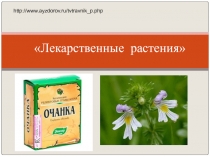 Презентация по биологии Лекарственные растения