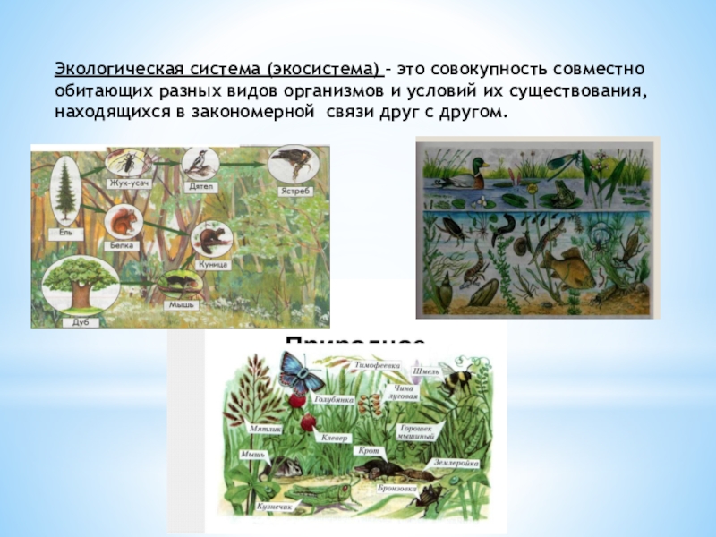 Городская экосистема презентация