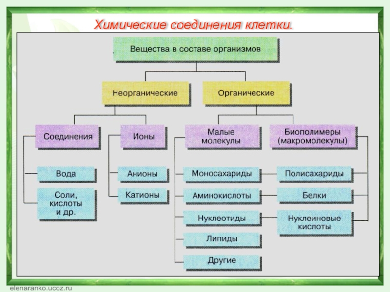 Химические соединения клетки.