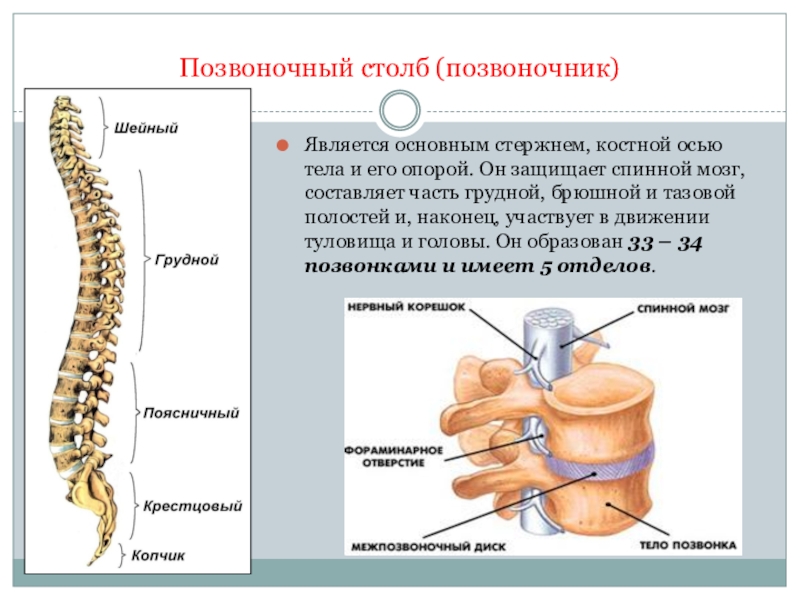 Соединения позвоночника суставы. Строение костного мозга позвоночника. Соединения позвоночного столба. Позвоночный столб соединения. Соединения в позвоночном столбе.