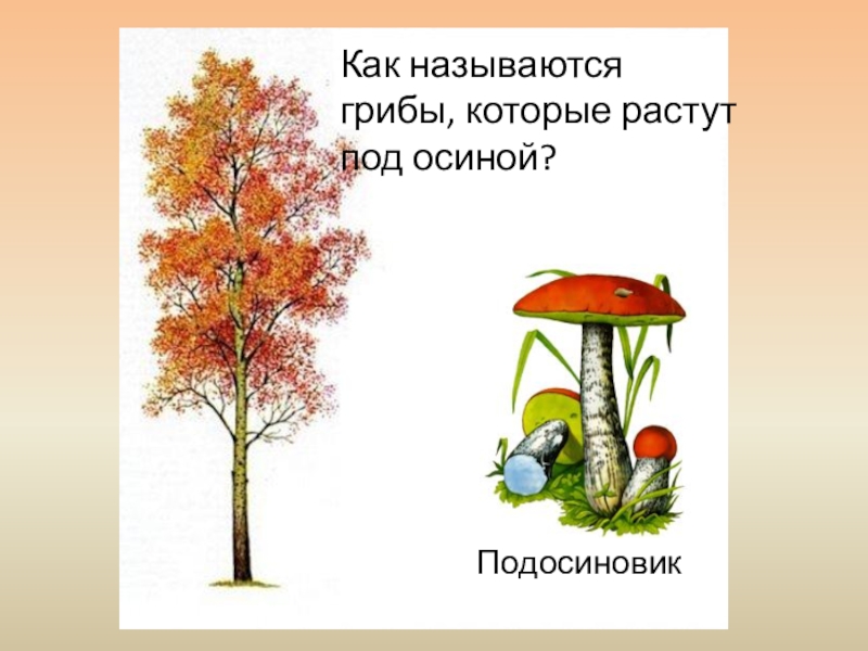 Под вырастешь. Гриб подосиновик растет под осиной. Осина и подосиновик. Грибы под осиной. Рисунок подосиновик под осиной.