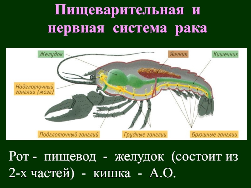 Нервная система ракообразных