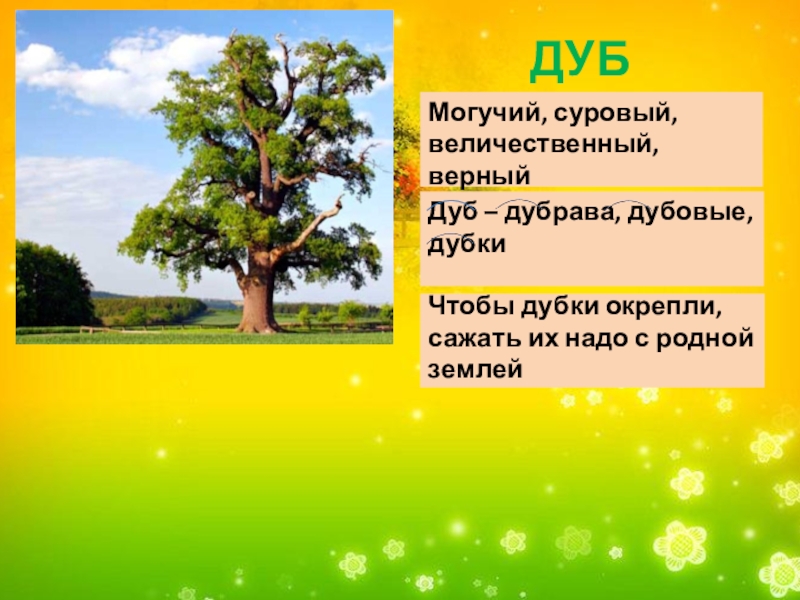 Слово дуб. Предложение про дуб. Предложение со словом дуб. Предложение про дуб 3 класс. Дубки для презентации.