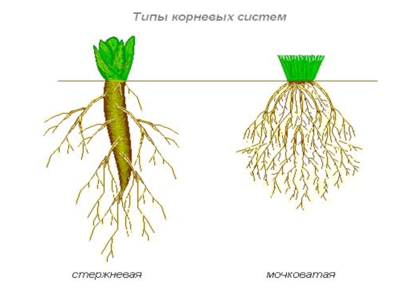 Изучение различных корневых систем проект по биологии 6 класс