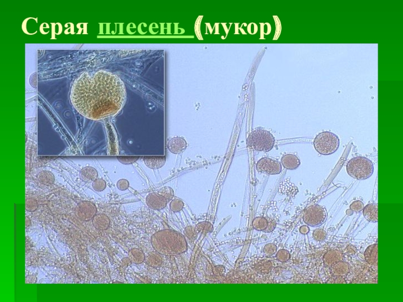 Клетка гриба мукор