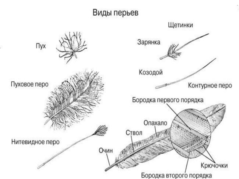 Нарисовать перо птицы 7 класс биология