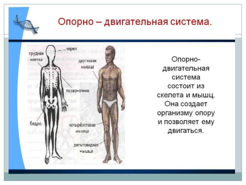 Презентация как устроен человек