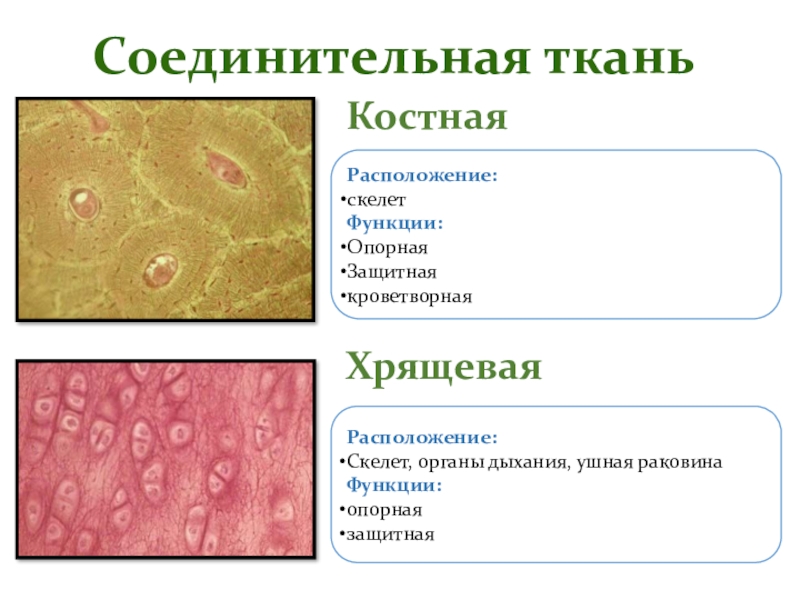 Хрящевая ткань презентация