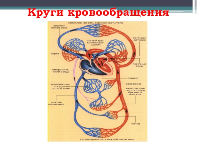 Биология круги кровообращения. Биология большой и малый круг кровообращения. Схема малого круга кровообращения 8 класс биология. Круги кровообращения 8 класс биология. Малый круг кровообращения схема биология.