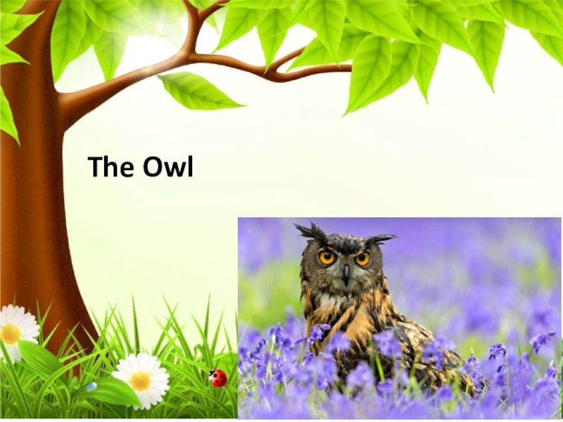 Презентация Презентация по английскому языку The Owl (4 класс)