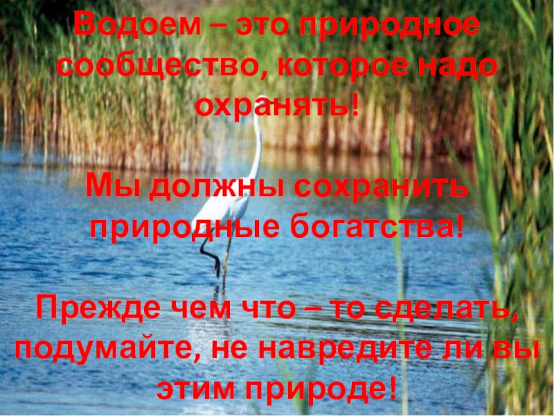 Сообщество пресных вод 4 класс окружающий мир по плану