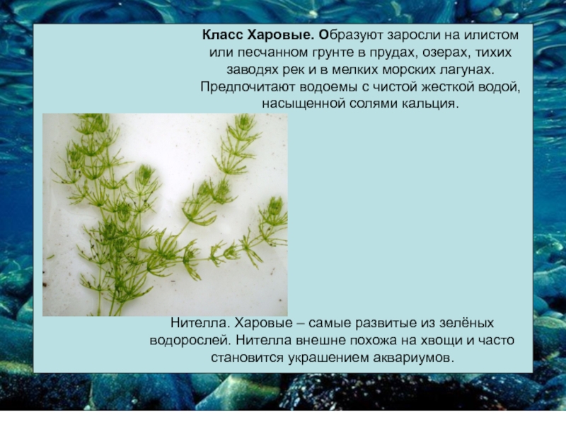 В результате чего образуются водоросли. Нителла водоросль. Харовые водоросли 5 класс биология. Класс харовые водоросли. Харовые водоросли (Charophyta) Байкал.