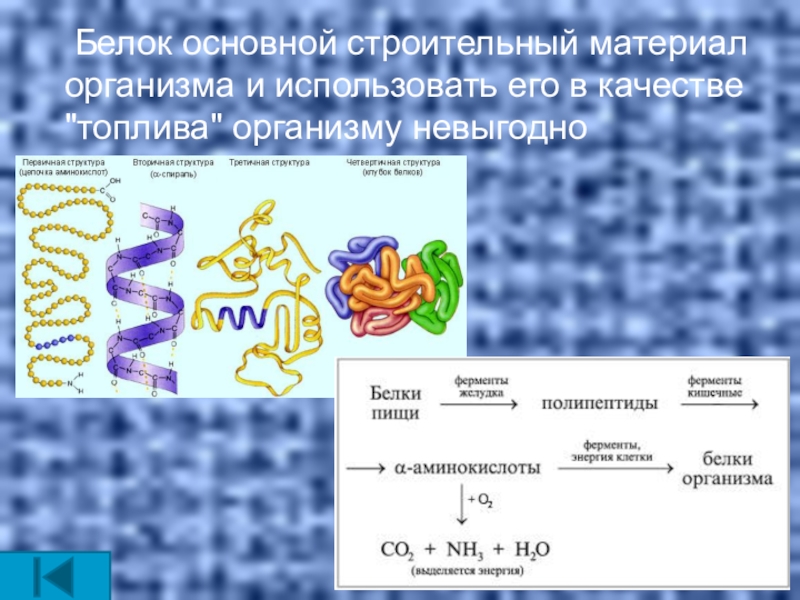 Элементы белков. Белок строительный материал. Белок строительный материал для организма. Белки как строительный материал. Белки важнейший строительный материал для организма.