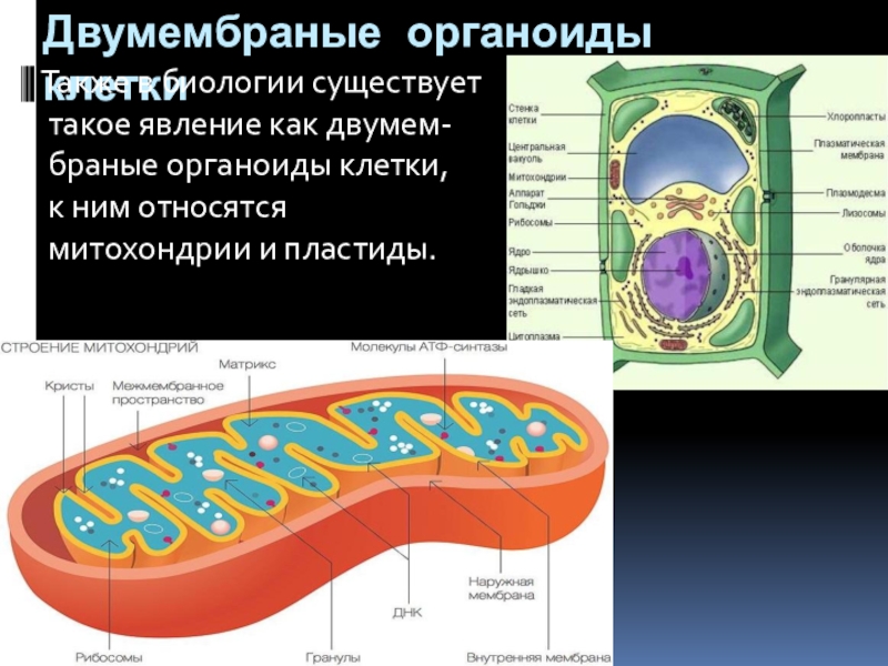 Органоид образующий атф. Органоиды клетки мембранные немембранные клеточная стенка. Клеточная стенка органоид. Строение органоида клеточная стенка. Клеточная стенка мембранный органоид или нет.