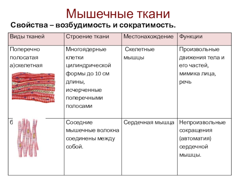 Мышечные тканиСвойства – возбудимость и сократимость.