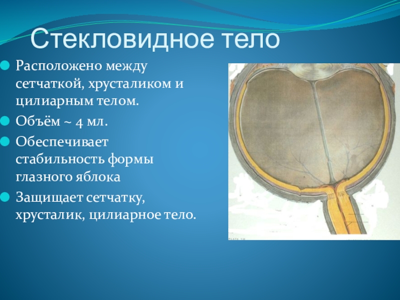 Глаз стек. Стекловидное тело глаза анатомия. Стекловидное тело глаза функции анатомия. Строение стекловидного тела глаза. Хрусталик и стекловидное тело.