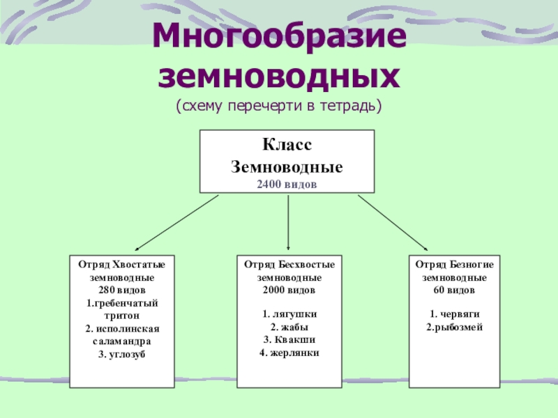 Значение земноводных в природе 8 класс. Многообразие земноводных. Схема многообразие земноводных. Многообразие земноводных презентация. Многообразие земноводных таблица.