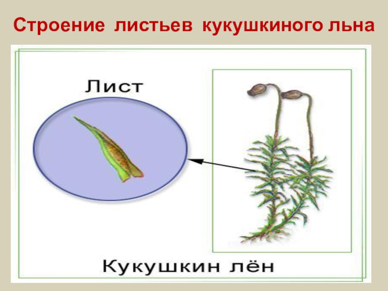 Рассмотрите изображение растений туя западная кукушкин лен спирогира подпишите их названия