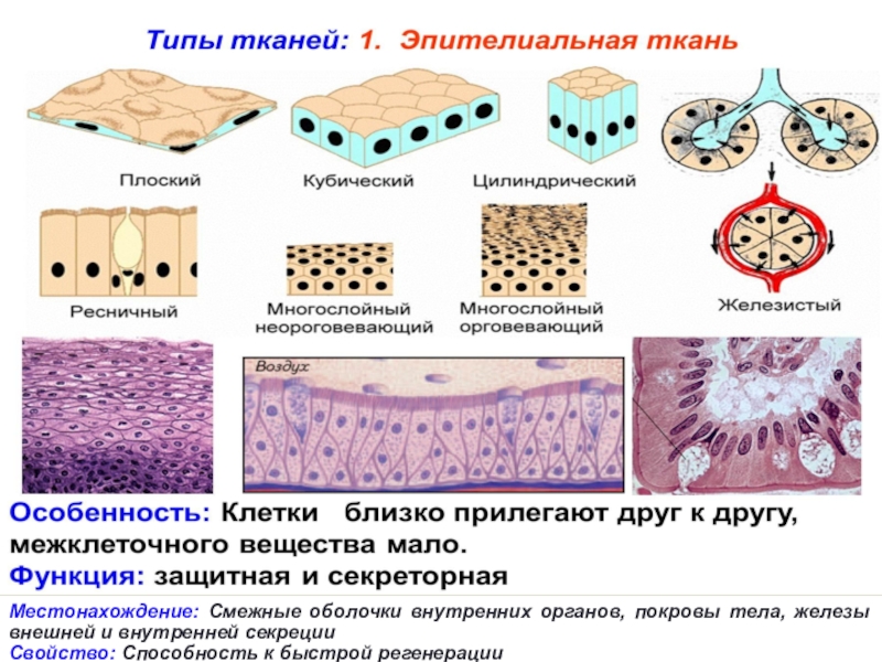 Реферат: Типы тканей в организме человека