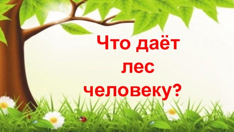 Лес 2 класс. Что дает лес человеку. Что даёт лес доклад. Что дает лес человеку картинки. Что дает лес человеку проект.