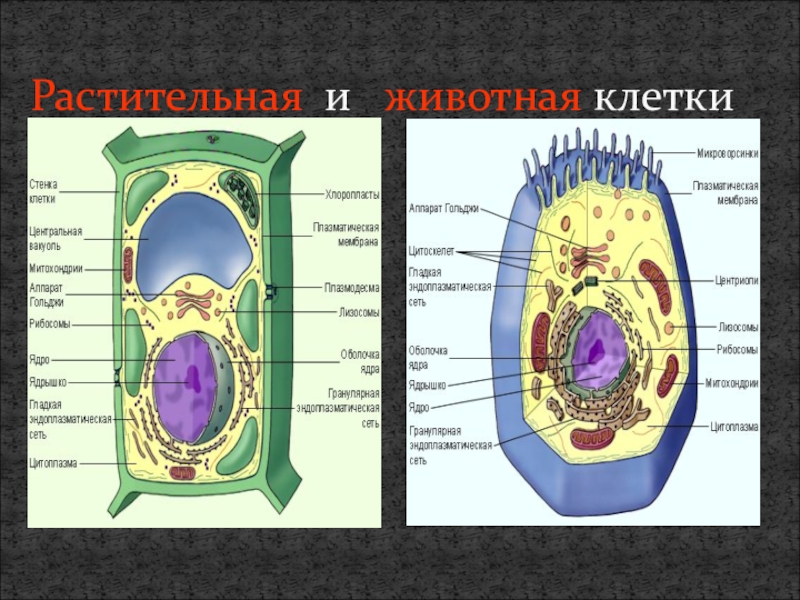 Клеточный уровень организации живой природы. Клеточный центр в растительной и животной клетки. Центриоли растительной и животной клетки. Клетка живот. Растит и живот клетка.