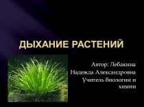 Презентация по биологии на тему Дыхание растений