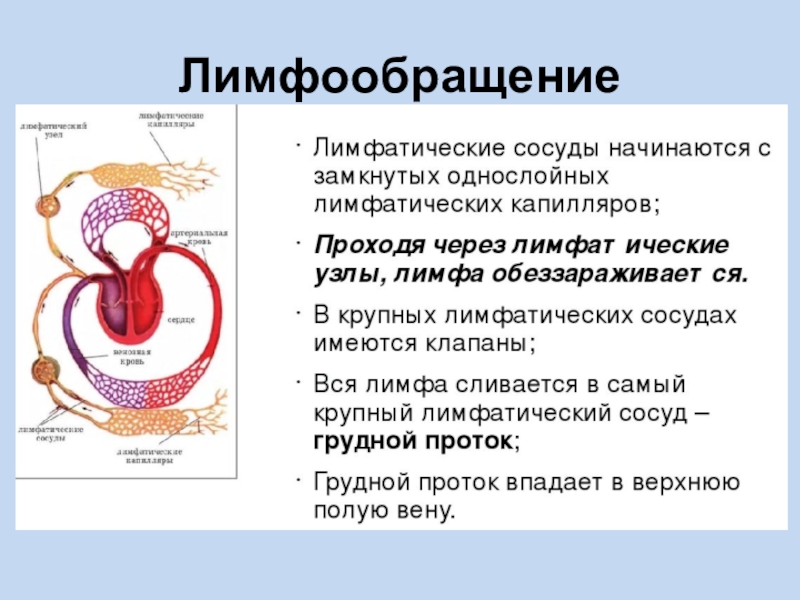 Презентация кровообращение и лимфообращение 8 класс пасечник