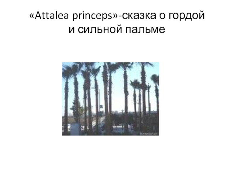 Attalea princeps план рассказа