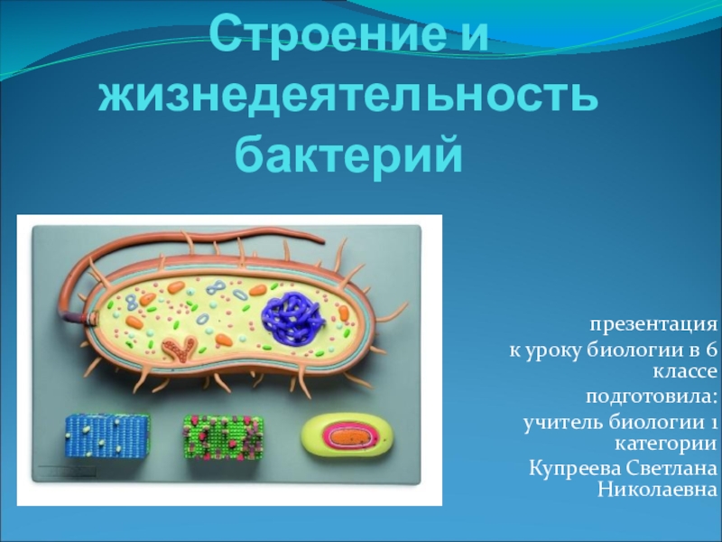 Жизнедеятельность бактерий 5. Жизнедеятельность бактерий клетки 5 класс биология. Особенности строения клеток бактерий 5 класс. Особенности строения и жизнедеятельности бактериальной клетки. Биология 5 кл бактерии строение и жизнедеятельность.
