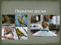 Презентация к дню птиц