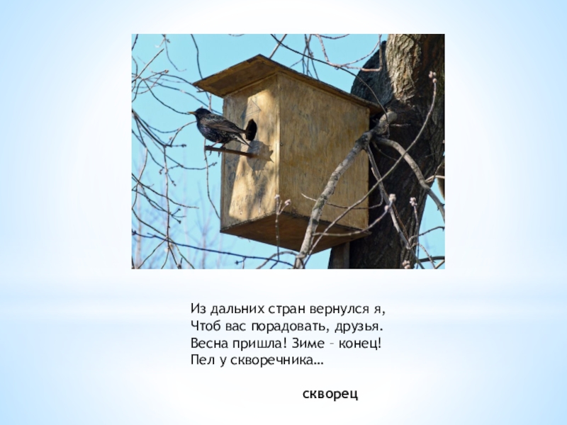 Скворцы улетают на зиму. Доброе утро скворцы прилетели. Летит скворец зиме конец. Смешные скворечники.