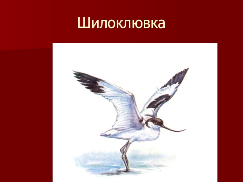 Красная книга калмыкии рисунок