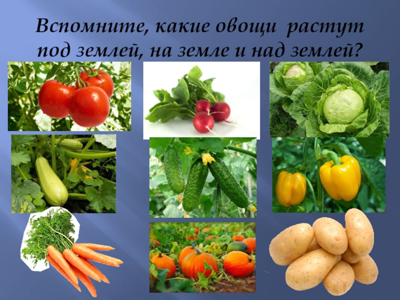Вспомните, какие овощи растут под землей, на земле и над землей?