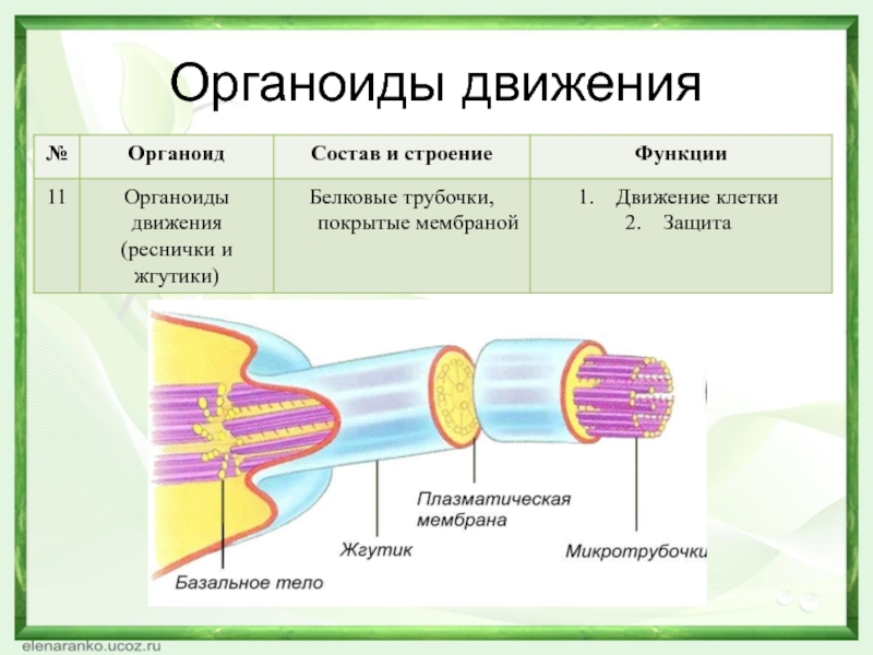 Органоиды движения рисунок