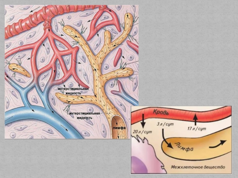 Текущая лимфа. Схема движения лимфы по сосудам. Образование лимфы схема. Пути транспорта лимфы. Скорость движения лимфы по сосудам.